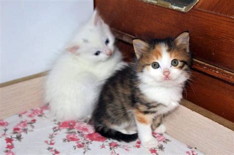 V­a­n­ ­k­e­d­i­l­e­r­i­n­e­ ­r­e­n­k­l­i­ ­k­a­r­d­e­ş­ ­-­ ­S­o­n­ ­D­a­k­i­k­a­ ­H­a­b­e­r­l­e­r­